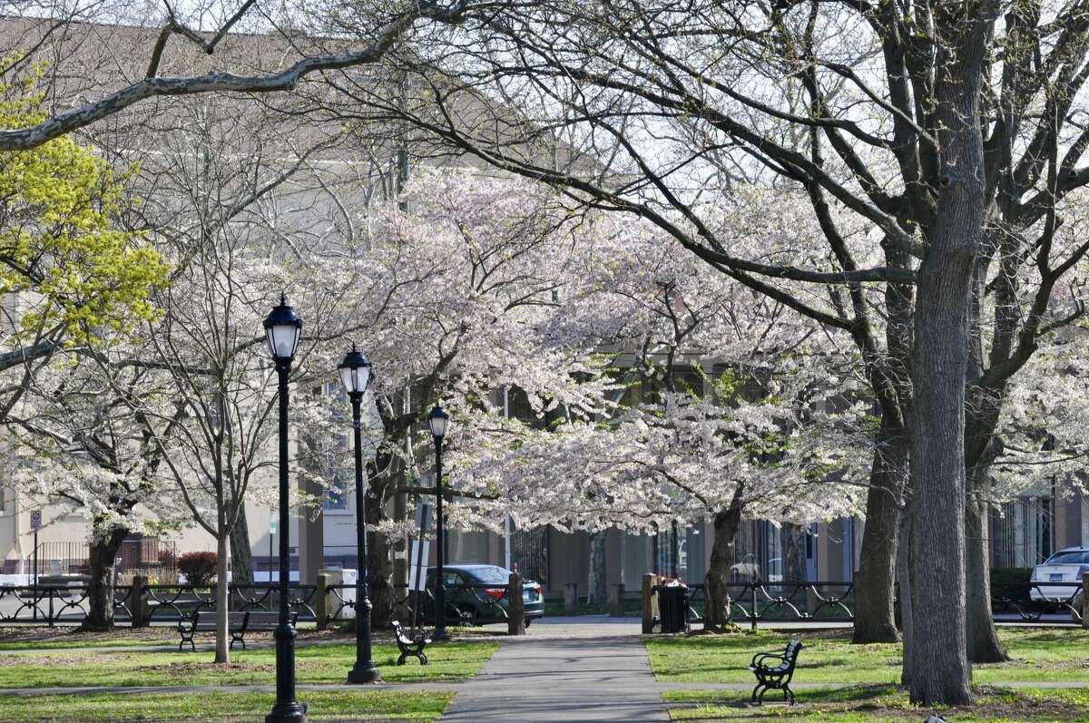Cherry blossoms in Wooster Square Park
