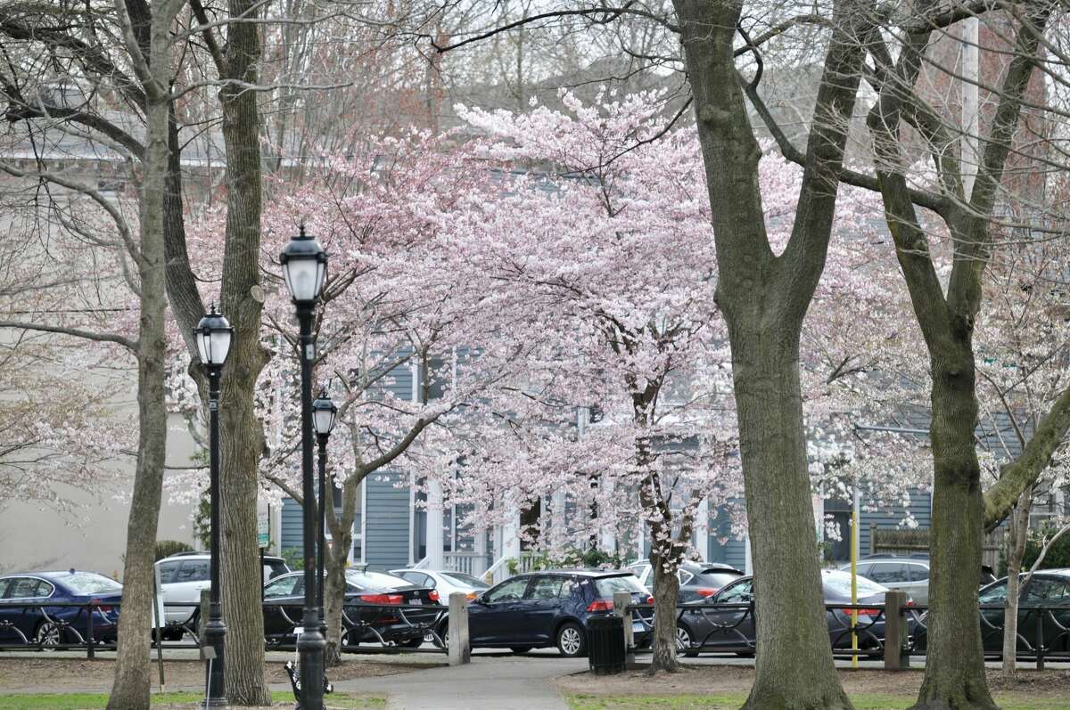 Cherry Blossoms In Wooster Square Park