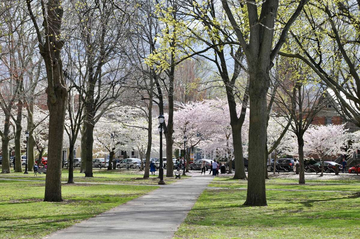 Cherry blossoms in Wooster Square Park