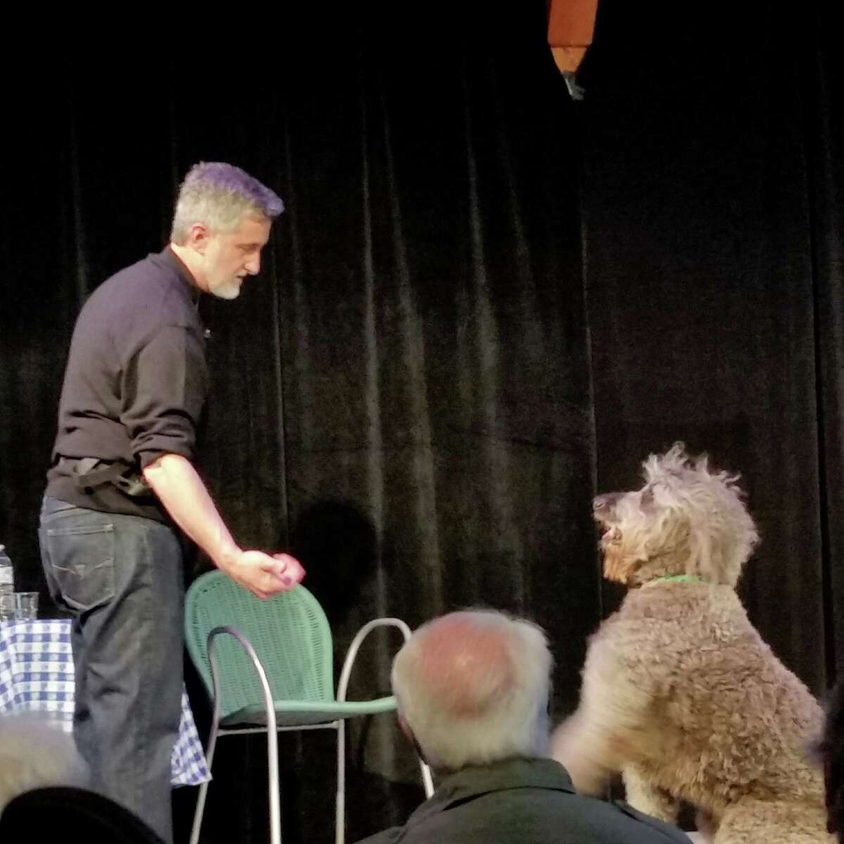 Renowned theatrical animal trainer Bill Berloni, 61, explained a series of training cues for Bowdie, a presumed Labradoodle mix who plays the title role from the upcoming Broadway musical production of the 2005 film "Because of Winn-Dixie."