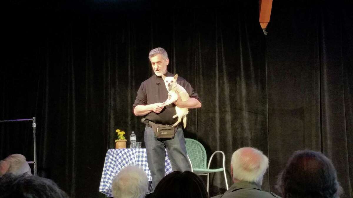 Renowned theatrical animal trainer Bill Berloni, 61, introduced Chico, his rescued Chihuahua who played ?“Bruiser?” in the 2008 musical version of the movie ?“Legally Blonde,?” to an audience of more than 110 at the show ?“Broadway Tails.?” The Sharon Playhouse?’s Bok Gallery Saturday.