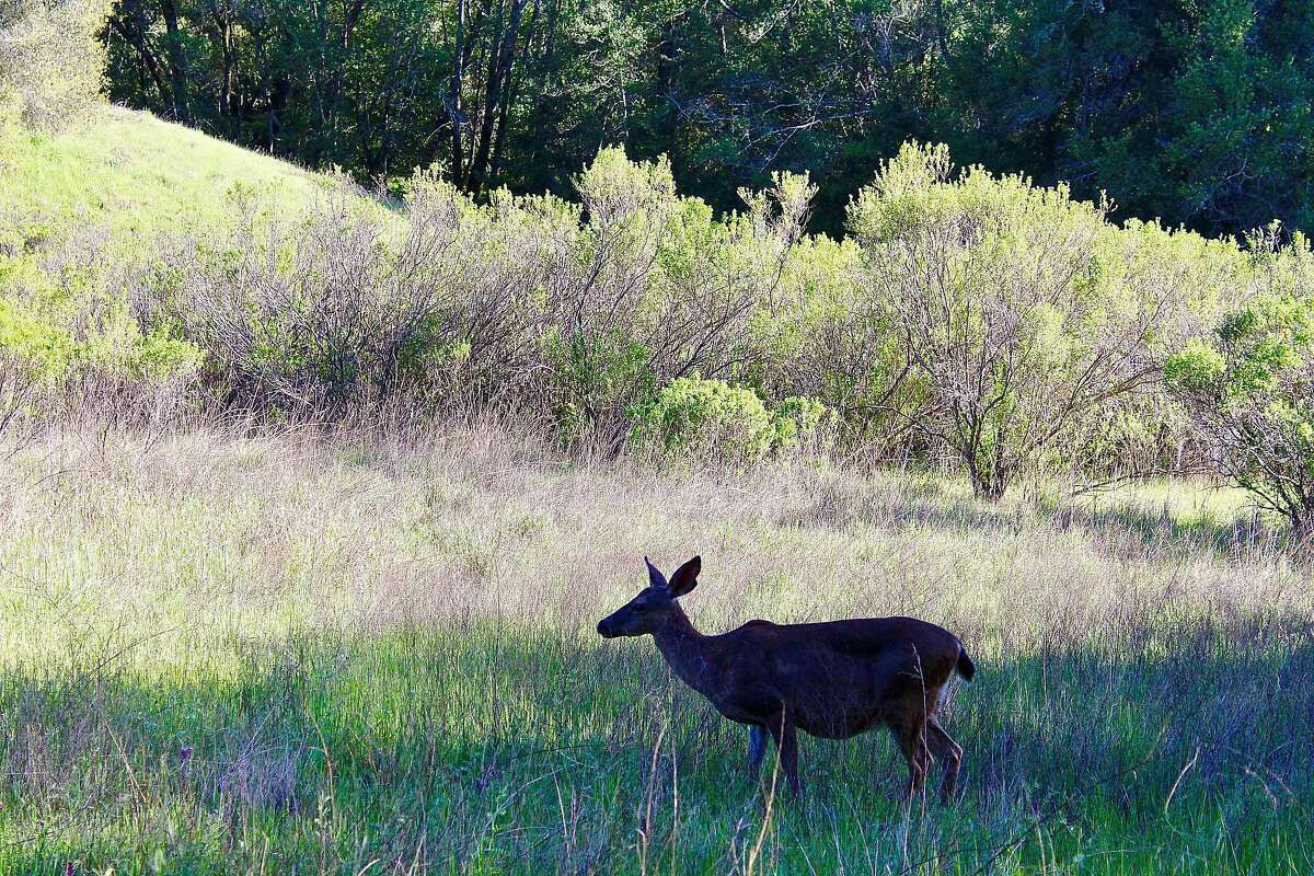 A doe walks across a meadow blackened by fire just six months before, in Sugarloaf Ridge State Park. Harriot Manley April 2018