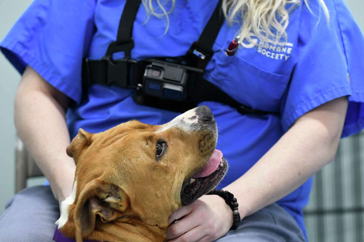 New tech will help Menands animal shelter advance its mission