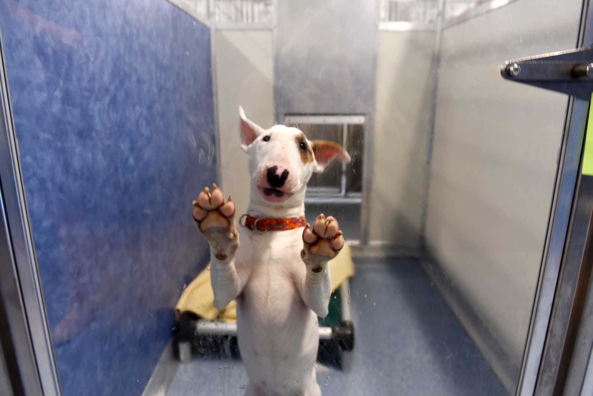 Photos Adoptable pets at the Mohawk Hudson Humane Society