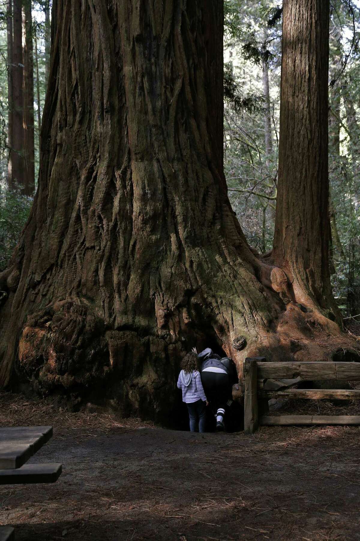 Visitors peek inside the Fremont Tree, a redwood which you can stand inside, at Henry Cowell Redwoods State Park in Felton, California.