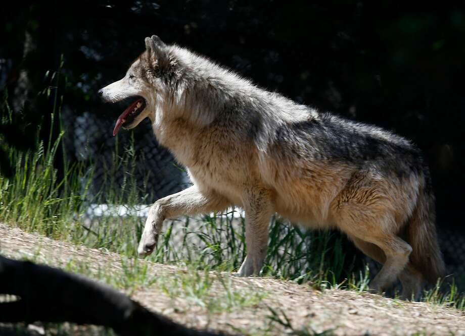 A gray wolf explores her enclosure at the Oakland Zoo. The wolves can now be found in the wild in the state. Photo: Paul Chinn / The Chronicle