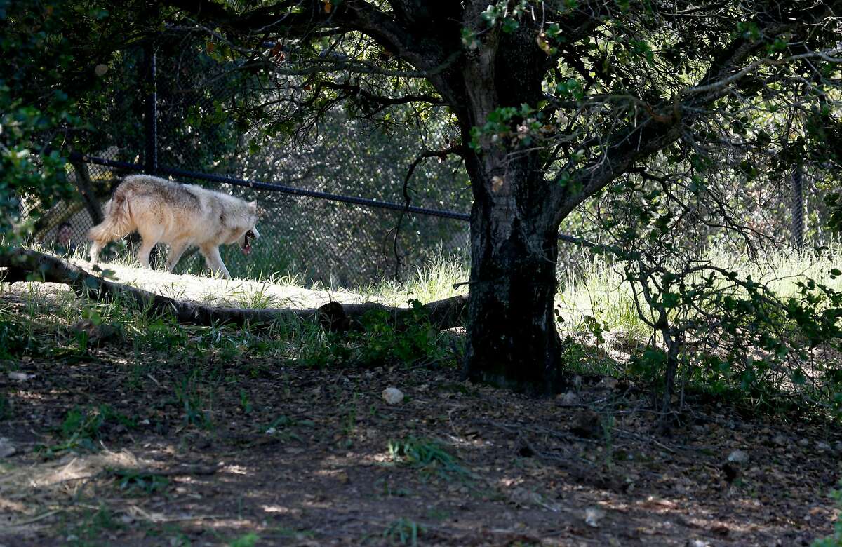 Wolves in Northern California aren't just loping through anymore; they