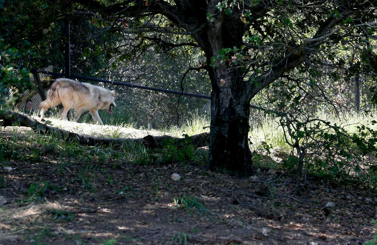 Siskiyou, a female gray wolf, wanders through her habitat in the California Trail exhibit at the Oakland Zoo in Oakland, Calif. on Friday, May 4, 2018. The California Trail opens to the public next month.