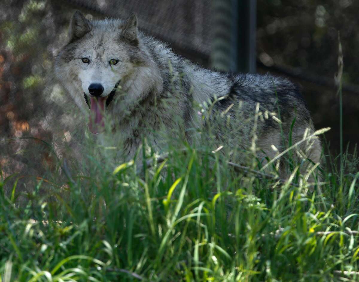 Wolves in Northern California aren’t just loping through anymore; they