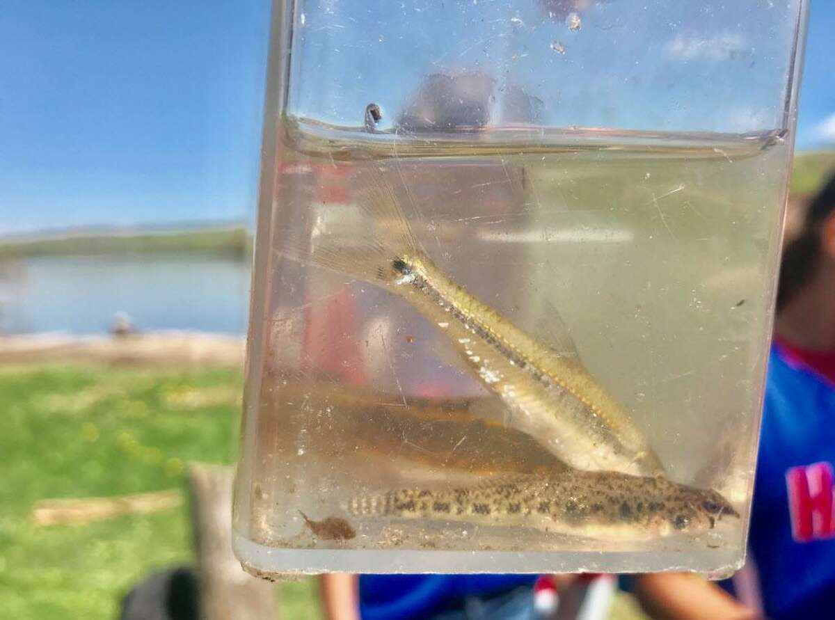 Middle-school classes from inner city and suburban school districts throughout the state partnered to study the ecosystems of the Connecticut River and Long Island Sound from January to May.
