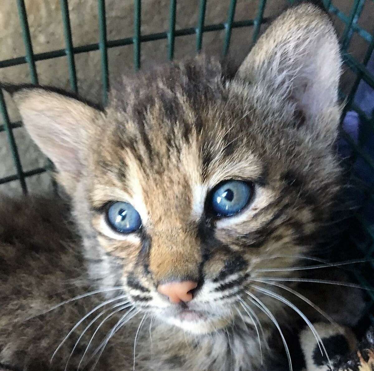 One of two bobcat kittens found by a Northeast Side resident in early May, in an alley near her home, not far from Salado Creek.