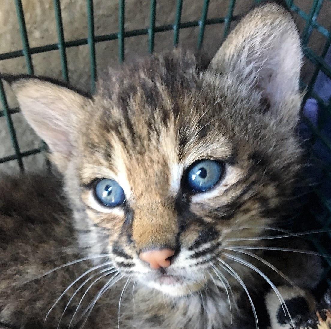 Story of baby bobcats found on San Antonio's Northeast ...