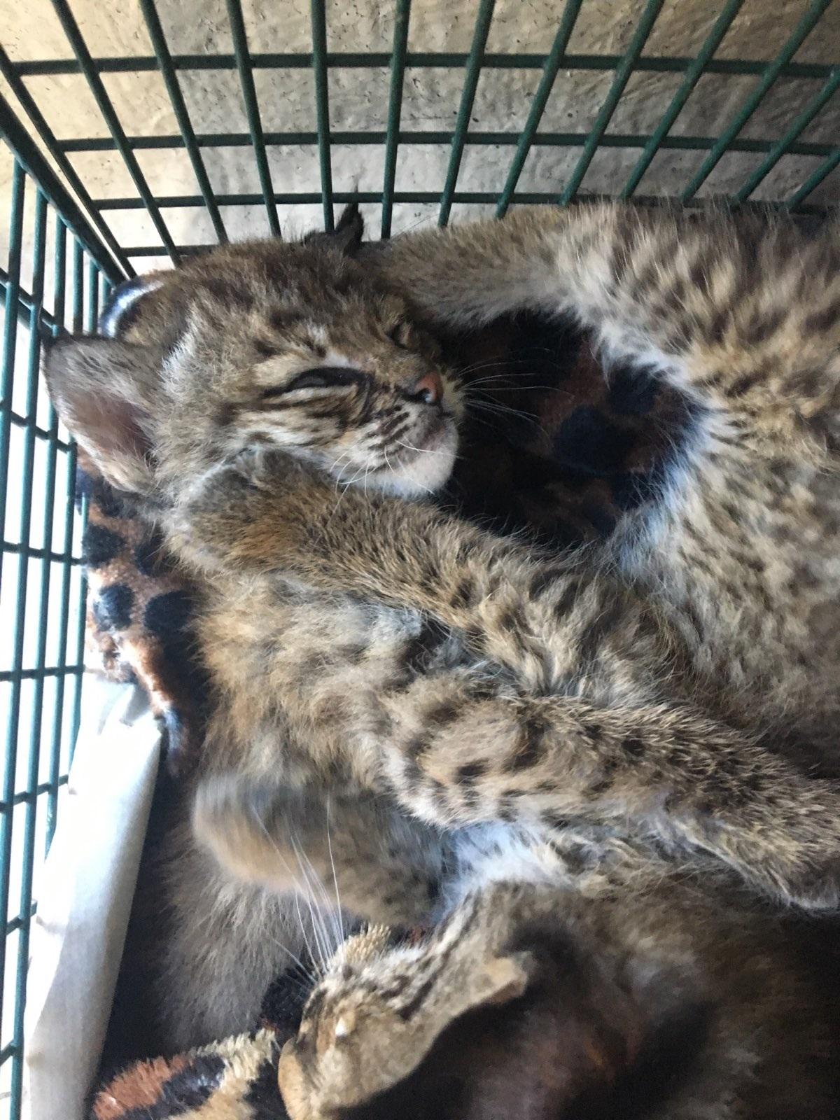 Bobcat kittens! PSE&G workers make furry discovery 