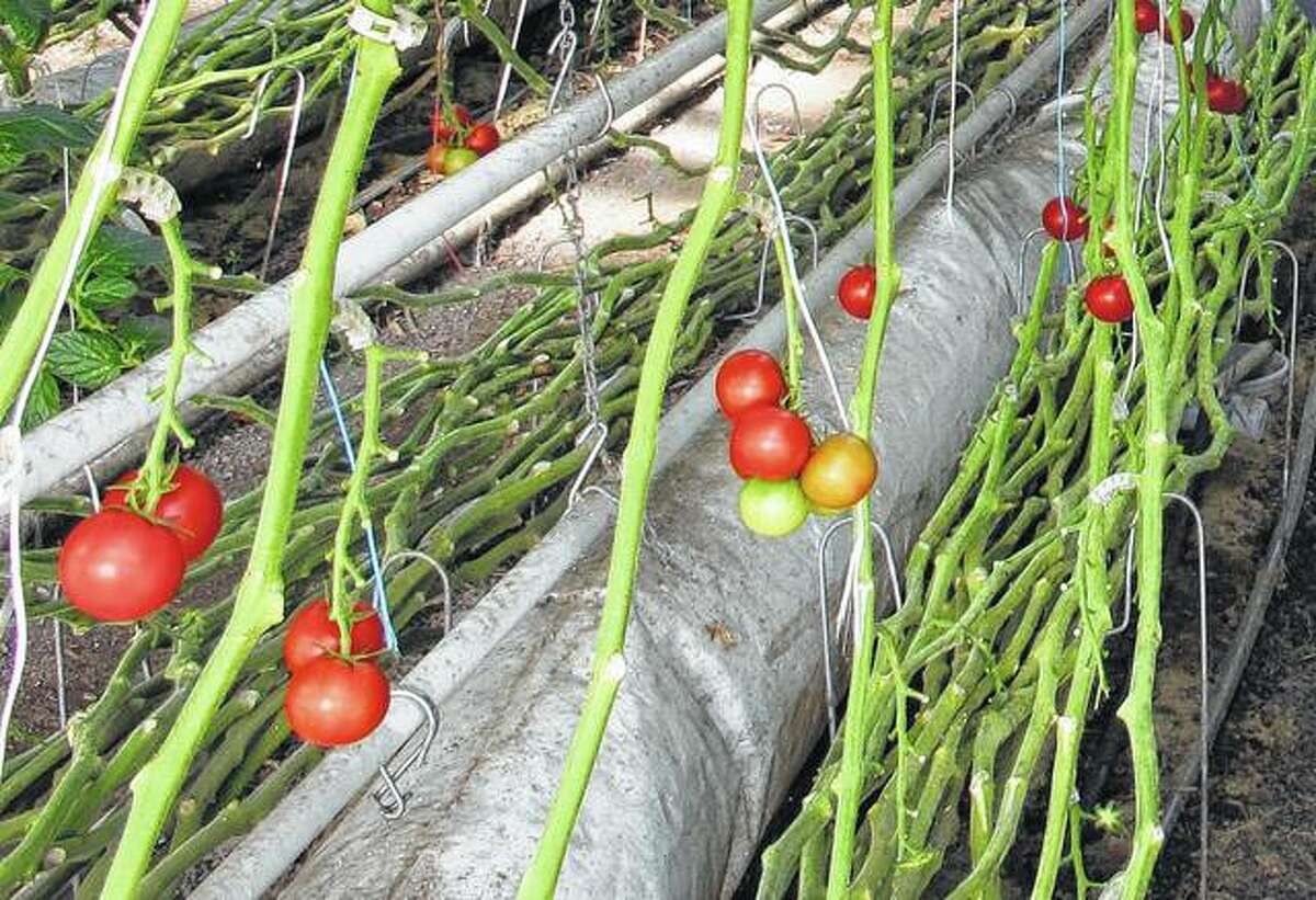 Organic tomatoes grow on vines planted in soil in a greenhouse at Long Wind Farm in Thetford, Vermont. Owner Dave Chapman is a leader of a farmer-driven effort to create an additional organic label that would exclude hydroponic farming and concentrated animal feeding operations.