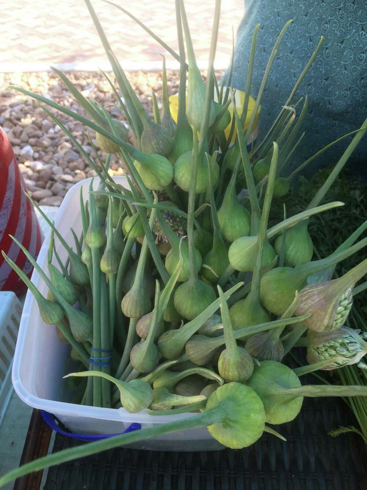 Recipe Spinach and Garlic Scape Pesto