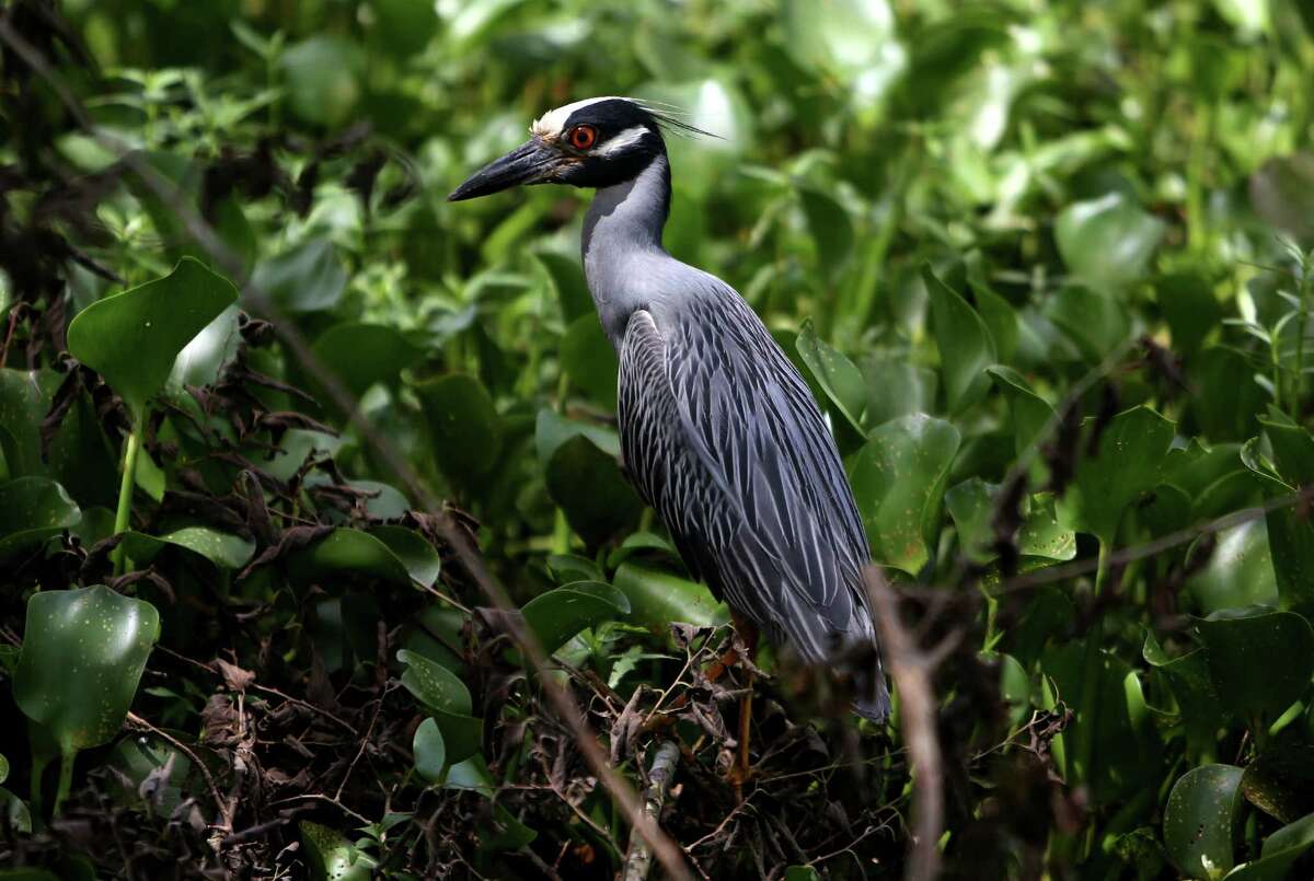 A yellow crowned night heron along the 40 Acre Lake trail in Brazos Bend State Park Thursday, July 2, 2015, in Needville, Texas. ( Gary Coronado / Houston Chronicle )