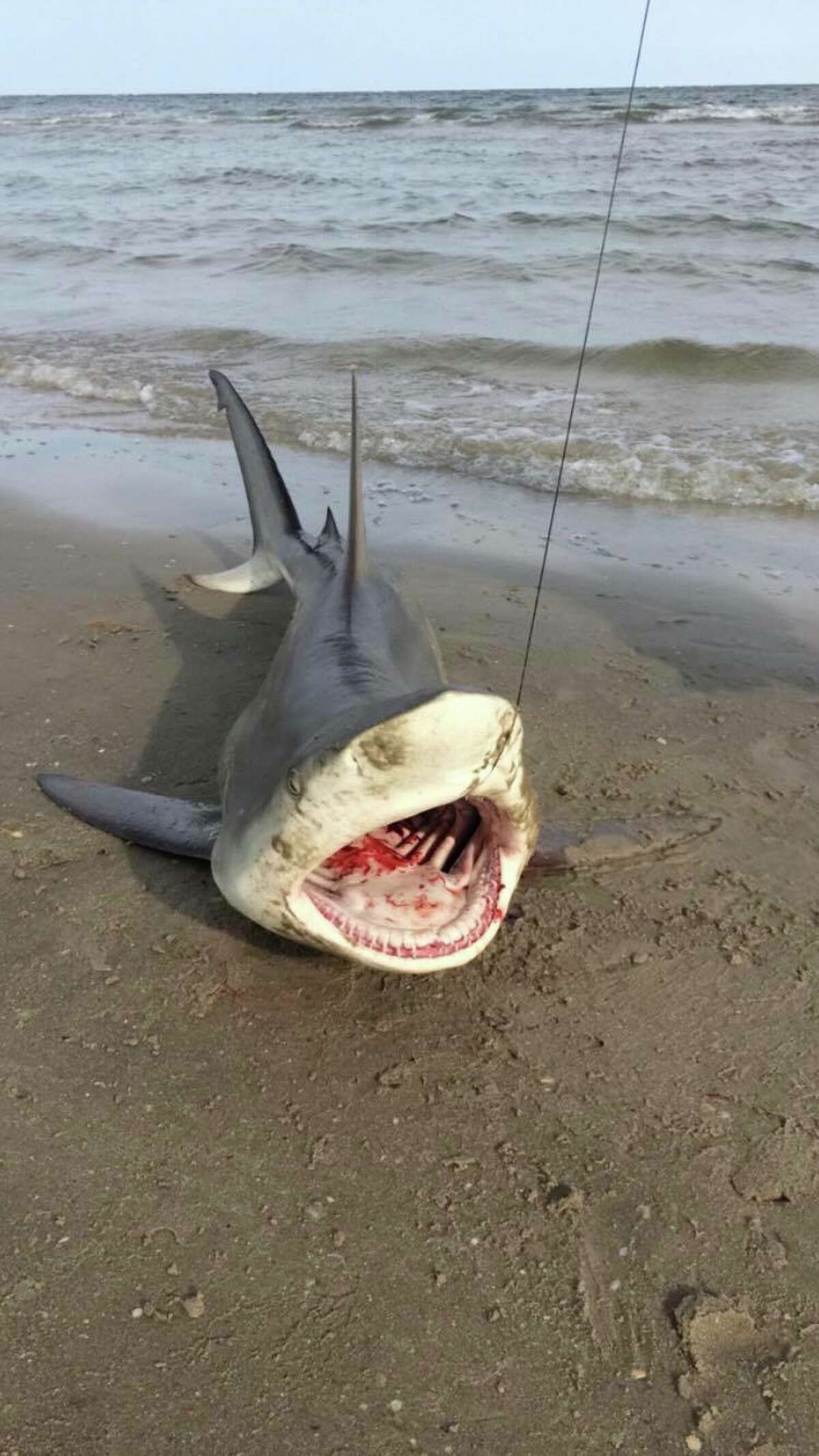 Photo of black tip shark caught in Galveston goes viral