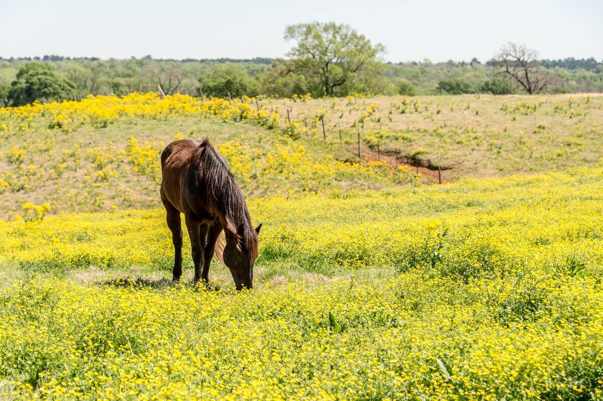 Saloon, private lake, and a personal peach orchard all come with
