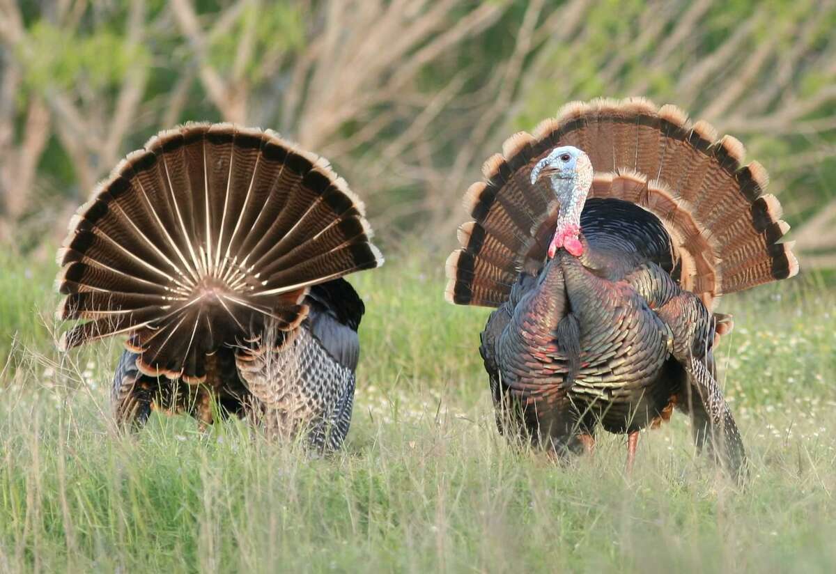 The spring turkey hunting season in 2019 will be shortened by one week in the following counties: Bowie, Cass, Fannin, Grayson, Jasper, Lamar, Marion, Nacogdoches, Newton, Panola, Polk, Red River and Sabine. It will still end on May 14.