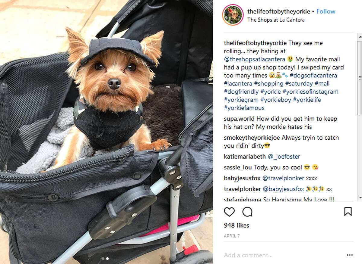 thelifeoftobytheyorkie: They see me rolling... they hating at @theshopsatlacantera My favorite mall had a pup up shop today! I swiped my card too many times