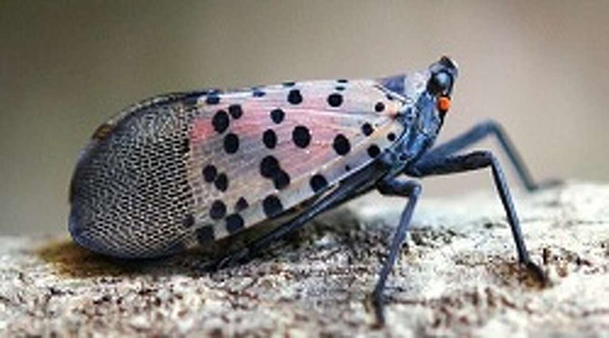 are lantern bugs harmful to humans