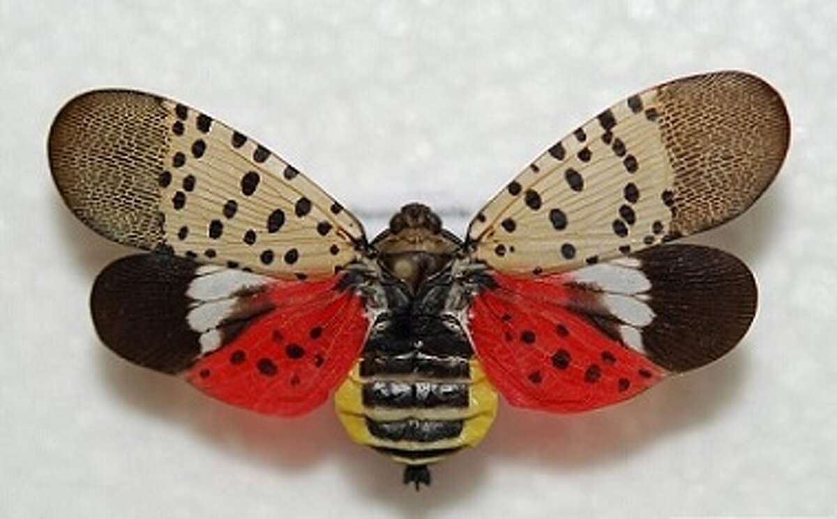 The state Department of Environmental Conservation is alerting the public about an invasive pest, the spotted lanternfly, which primarily feeds on tree of heaven but can also feed on a wide variety of plants such as grapevine, hops, maple, walnut and fruit trees.