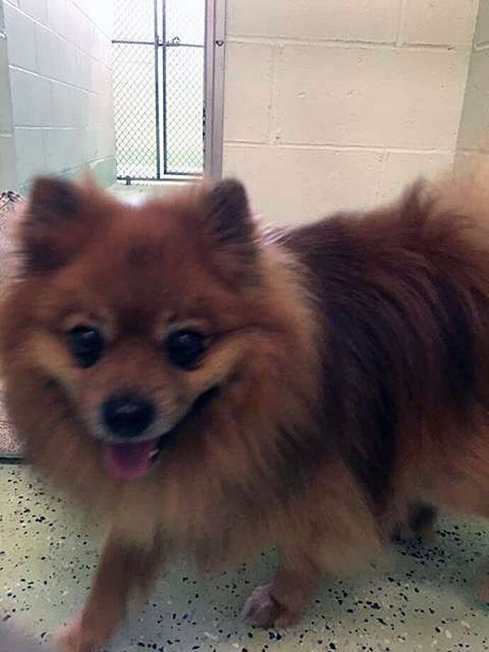 Pomeranian found at highway rest stop 