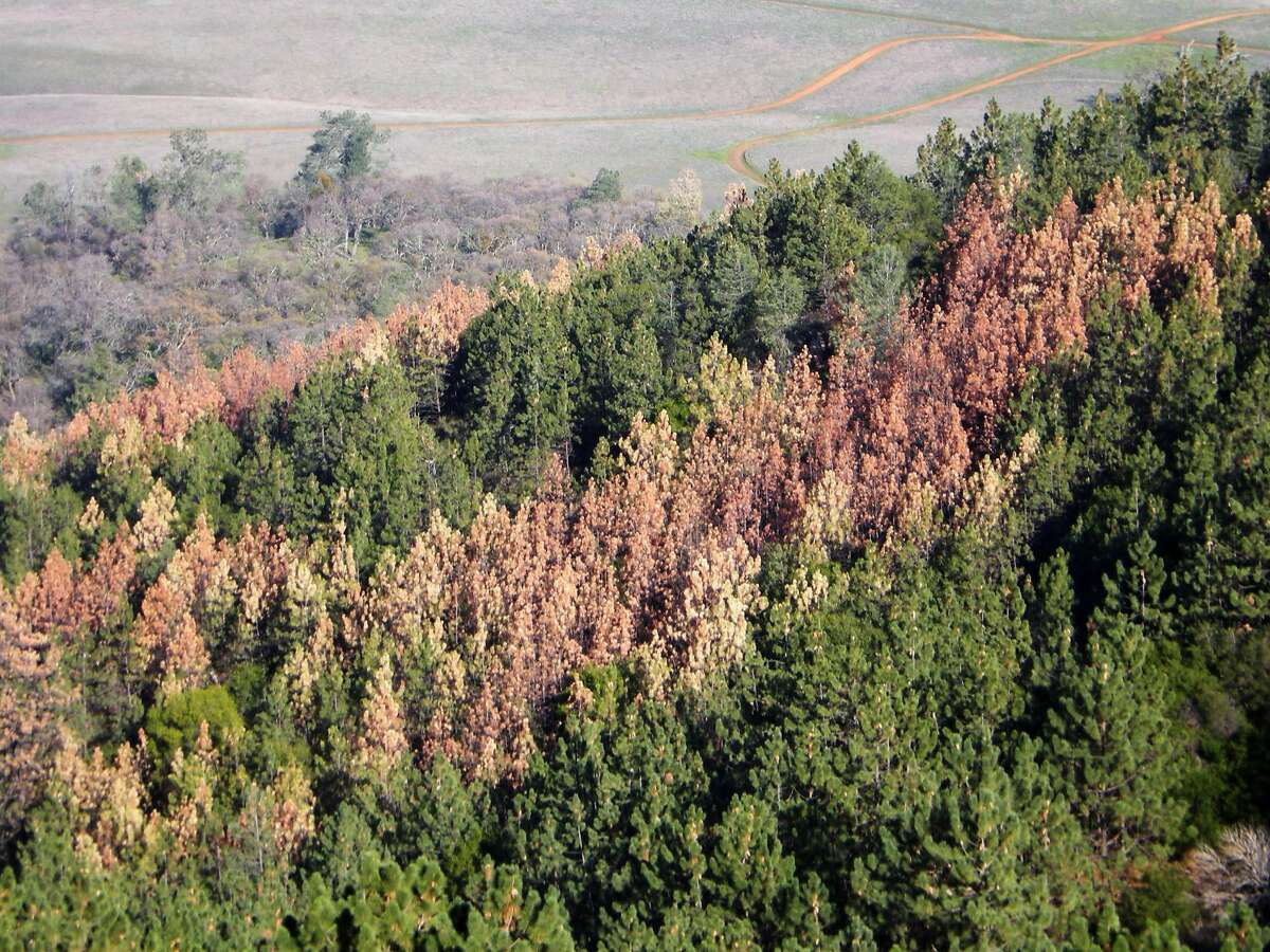 The brown and red tops of dead and dying pine trees stand out in a forest on the east side of Mount Diablo. Pine trees are dying by the thousands across the state after being ravaged by drought and finished off by bark beetles.