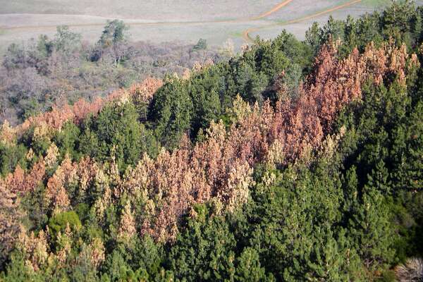 Gov Brown Orders Major Offensive Against Wildfire Threat