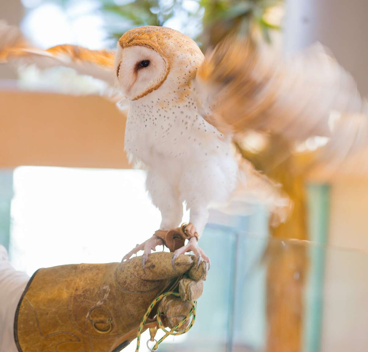 Randall Museum�s resident Barn Owl Photo: Quincy Stamper