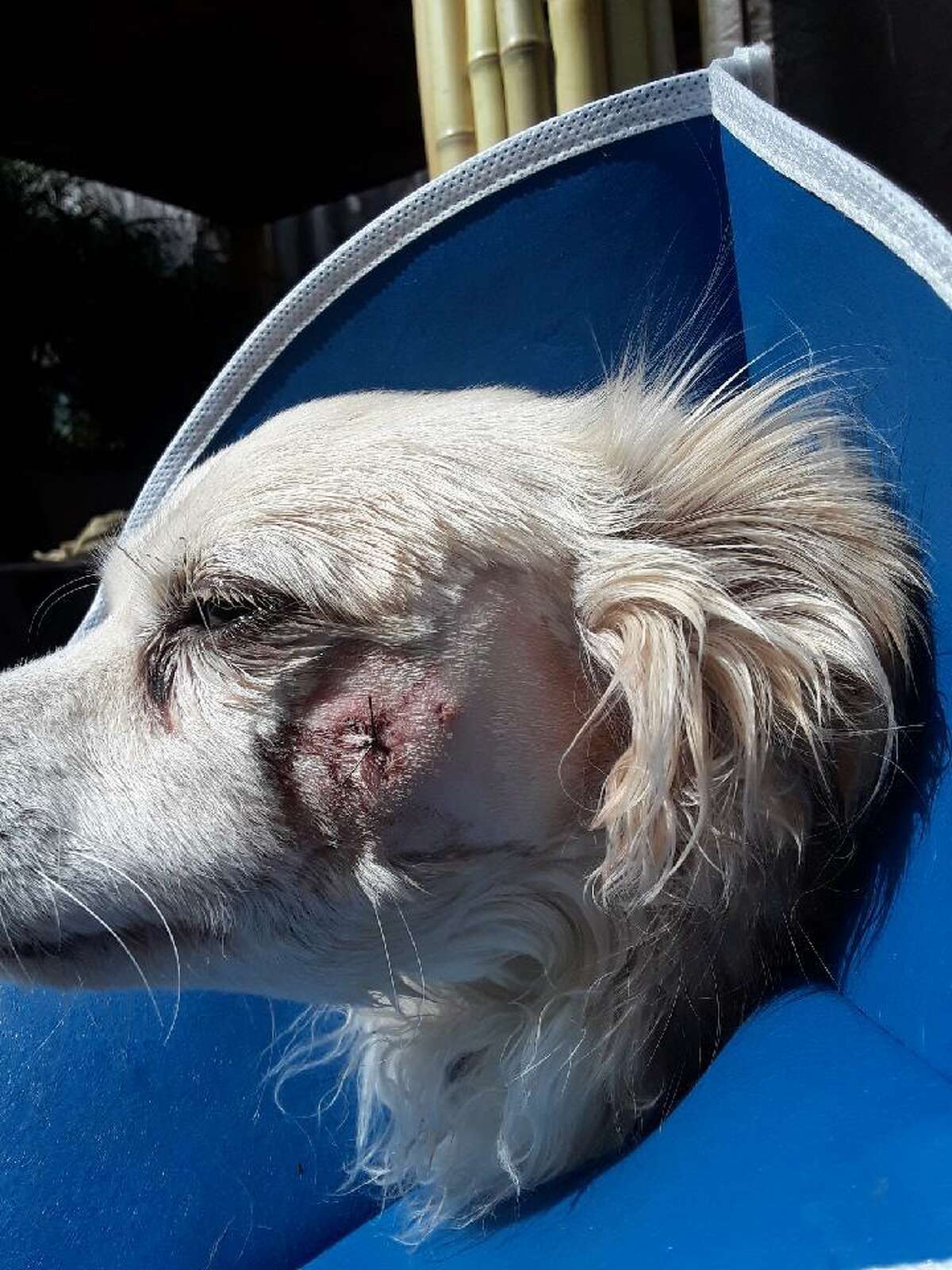 Buddy, a Chihuahua mix, was attacked in March by a larger dog belonging to former San Francisco Sheriff Ross Mirkarimi.