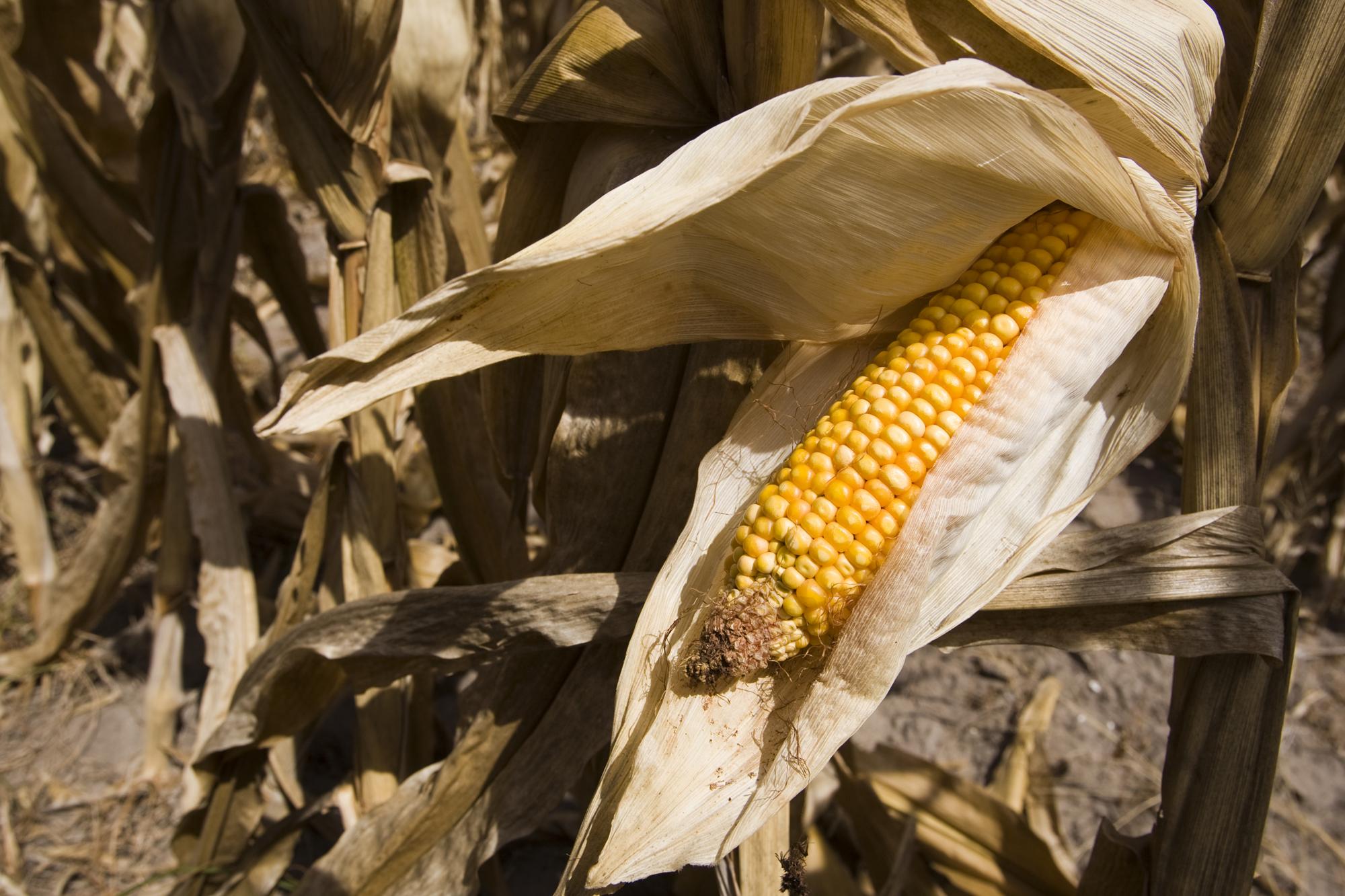 Let’s move on from the corn ethanol fuel mandate [Opinion]