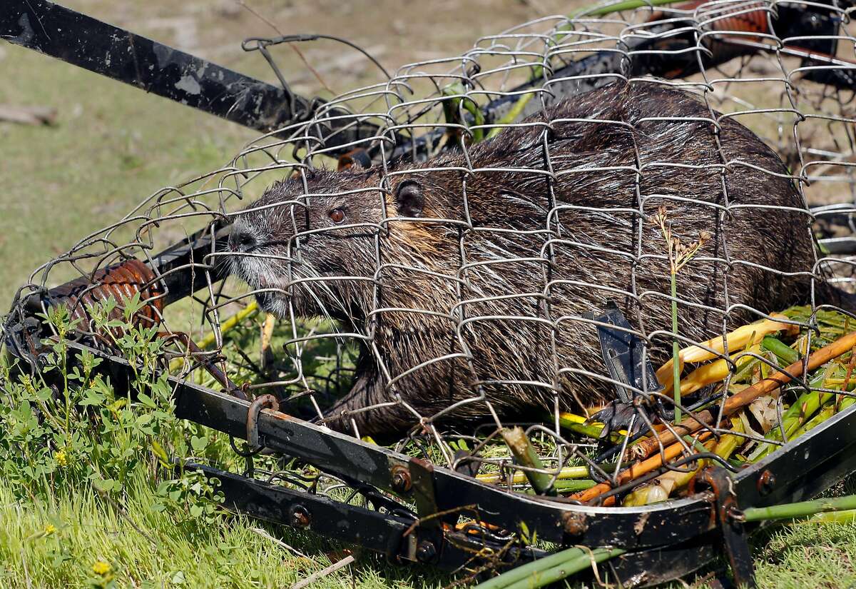 A Nutria caught in a trap placed by biologists with the California Department of Fish and Wildlife, at the China Island state wildlife area near Gustine, Ca. on Wed. May 2, 2018. The Nutria is a threat to agriculture, water infrastructure and wetlands according the the California Department of Fish and Wildlife.