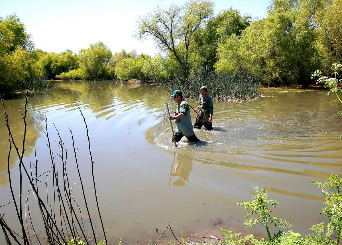 Jeff Cann, (left) and Tim Kroeker with the California Department of Fish and Wildlife, are two of the biologists that look for clues to find Nutria in the area, at the China Island state wildlife area near Gustine, Ca. as seen on Wed. May 2, 2018. The Nutria is a threat to agriculture, water infrastructure and wetlands according the the California Department of Fish and Wildlife.