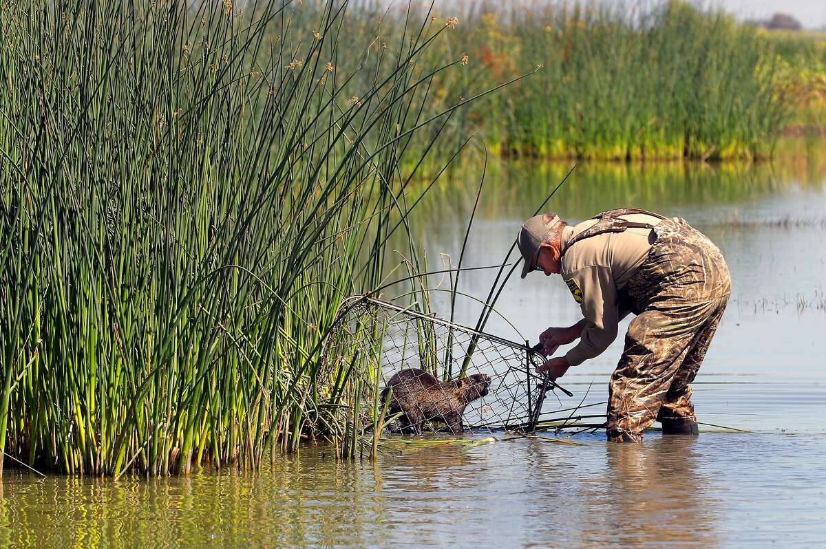 Greg Gerstenberg, senior biologist with the California Department of Fish and Wildlife, finds a Nutria caught in one of the traps they placed at the China Island state wildlife area near Gustine, Ca. on Wed. May 2, 2018. Gerstenberg is the operations chief of the Nutria eradication program. The Nutria is a threat to agriculture, water infrastructure and wetlands according the the California Department of Fish and Wildlife.