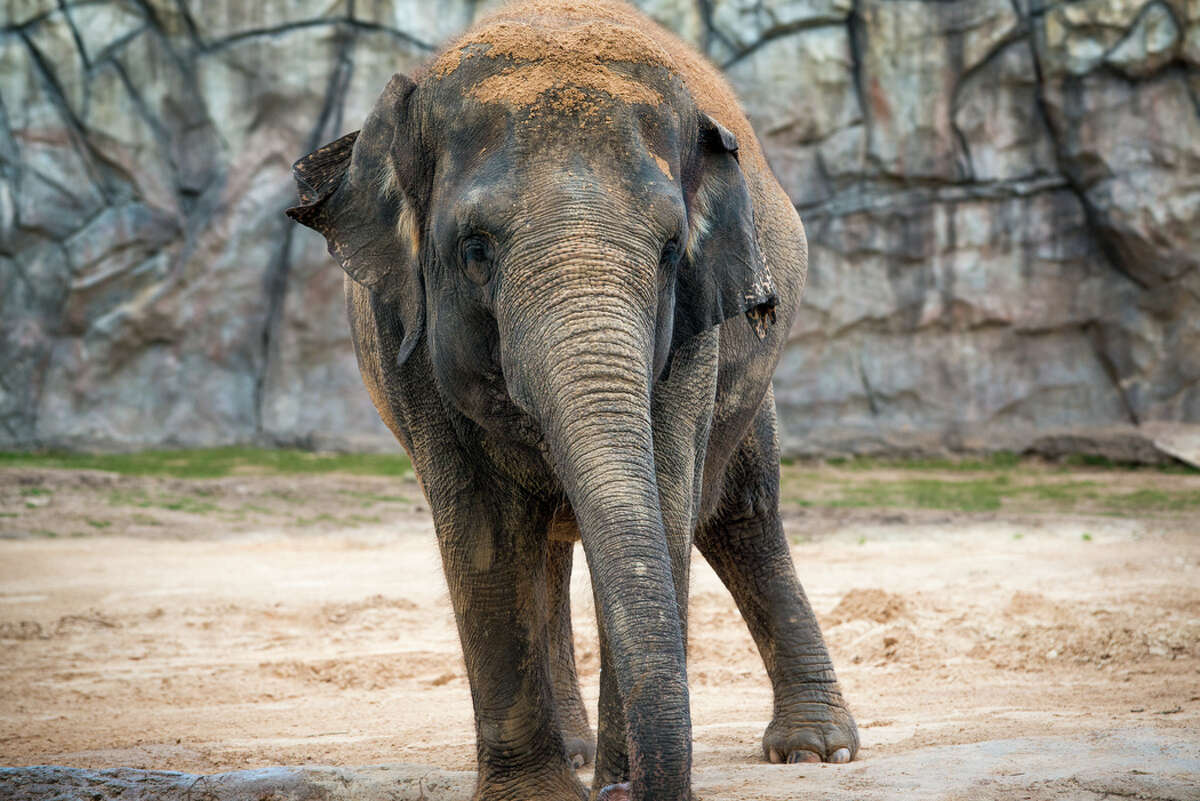 The Houston Zoo announces one of its elephants is pregnant