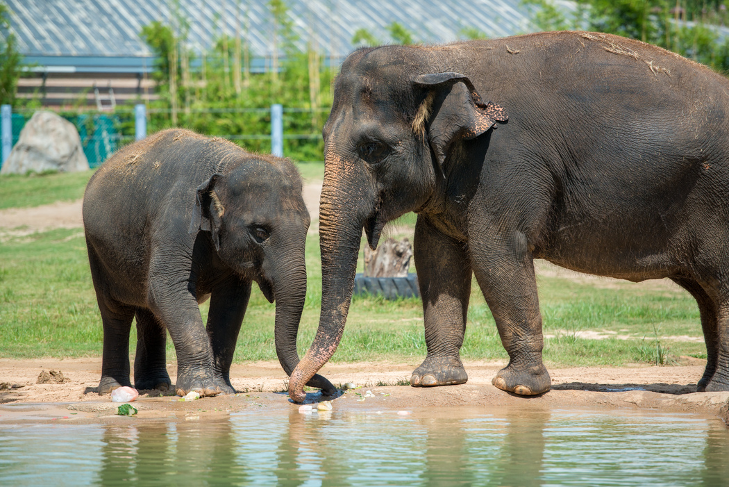 The Houston Zoo announces one of its elephants is pregnant