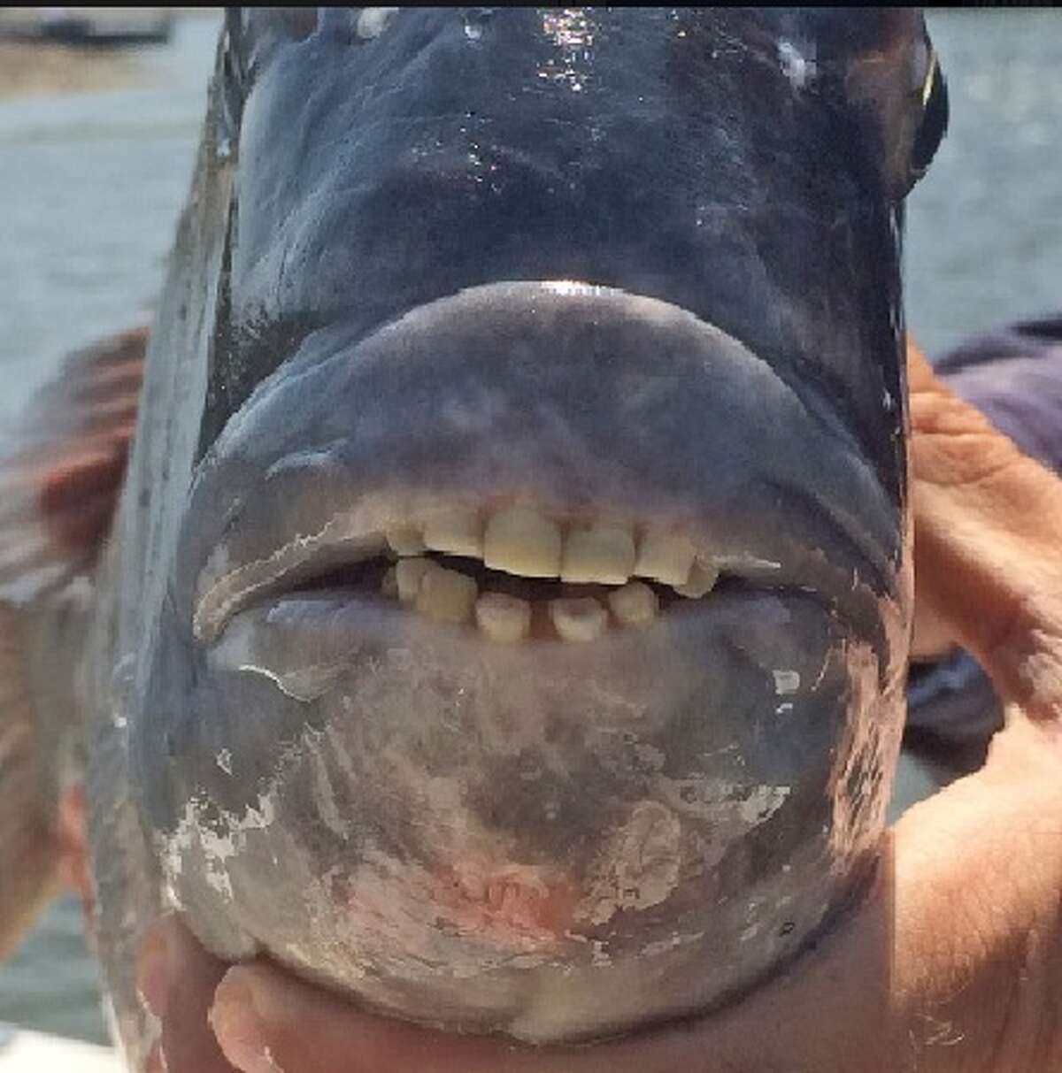 Fish with humanlike teeth hooks viewers online