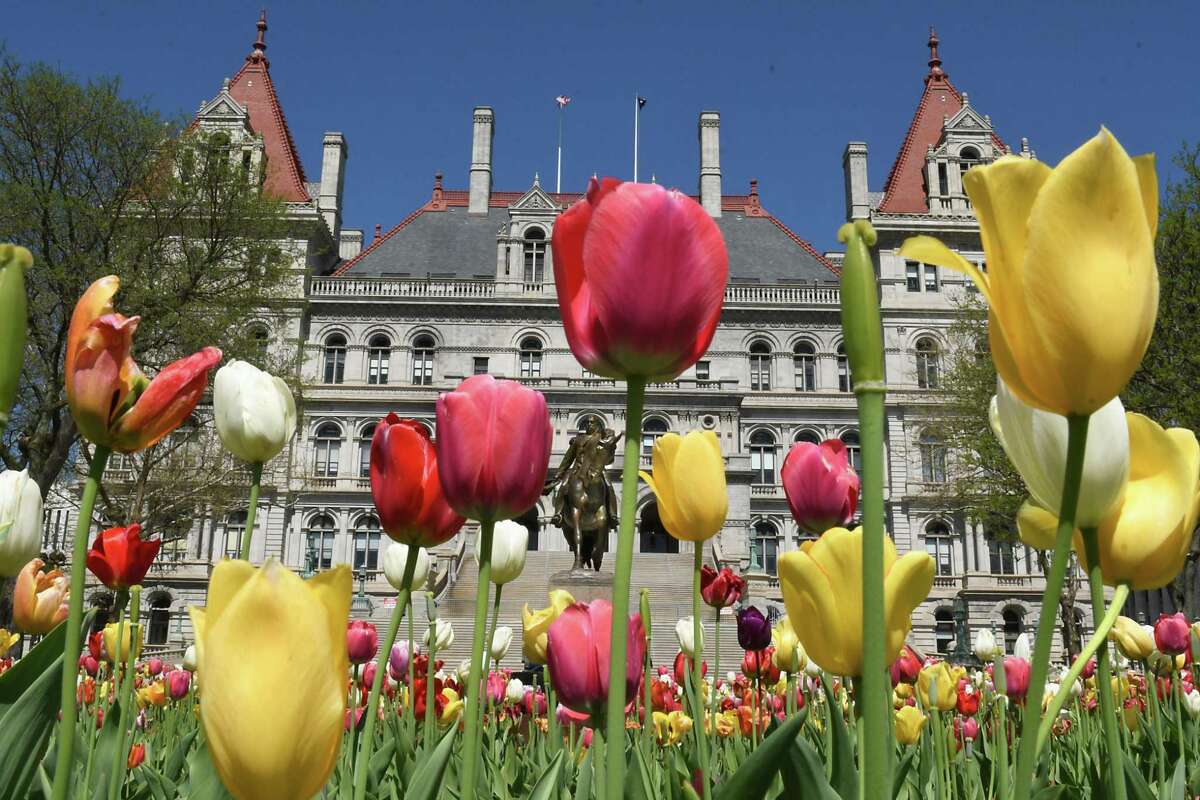 Albany Tulip Festival rooted in Dutch heritage
