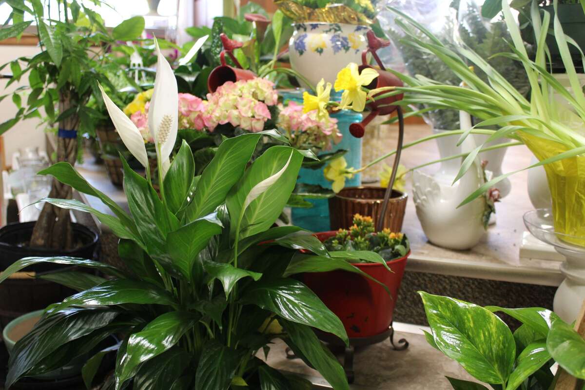 Shop local These Connecticut florists will deliver for Mother's Day