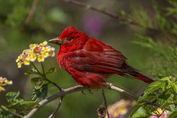 That Redbird Might Just Be The Cardinal S Summer Cousin Houstonchronicle Com