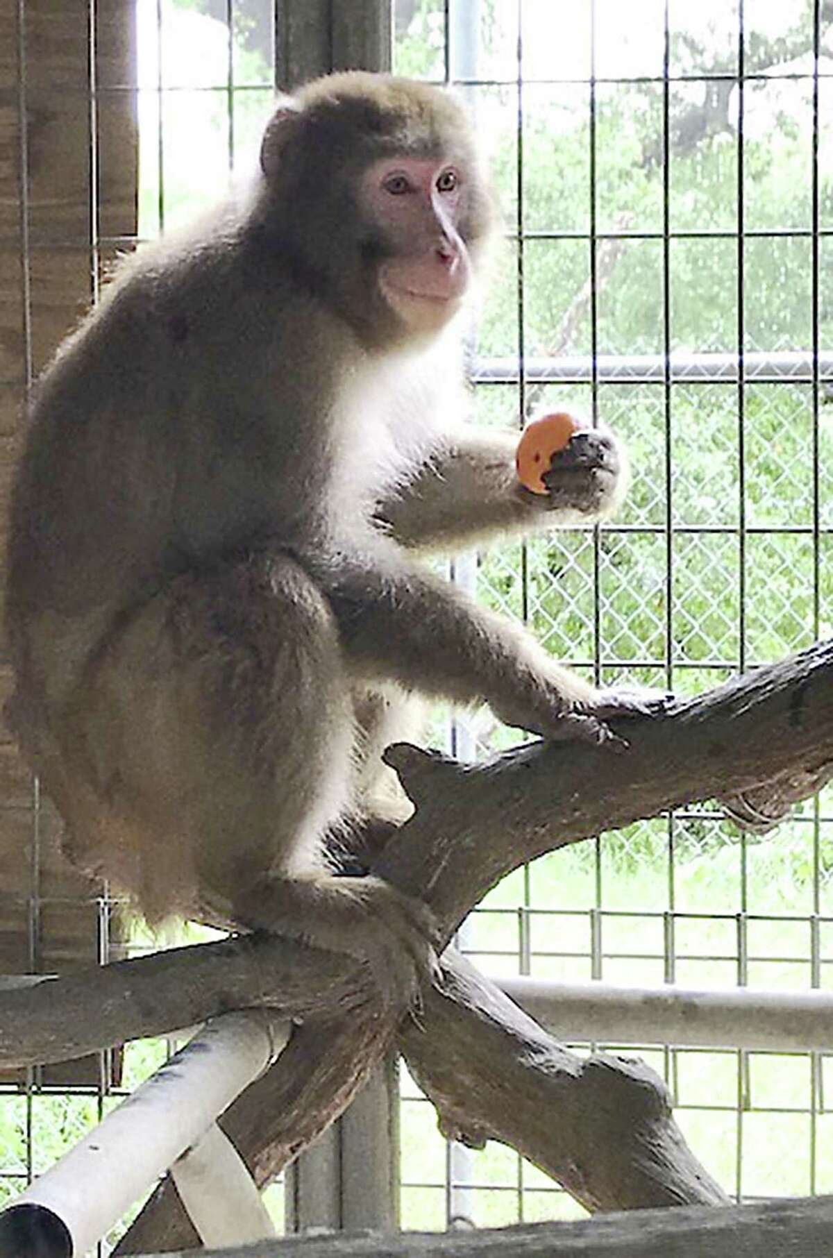 This snow macque rests safely at the Wildlife Rescue & Rehabilitation sanctuary in Kendalia in May 2018. The monkey had been kept in a Rio Grande Valley home but faced euthanasia after a child was bitten. He was saved after a storm of social media protest