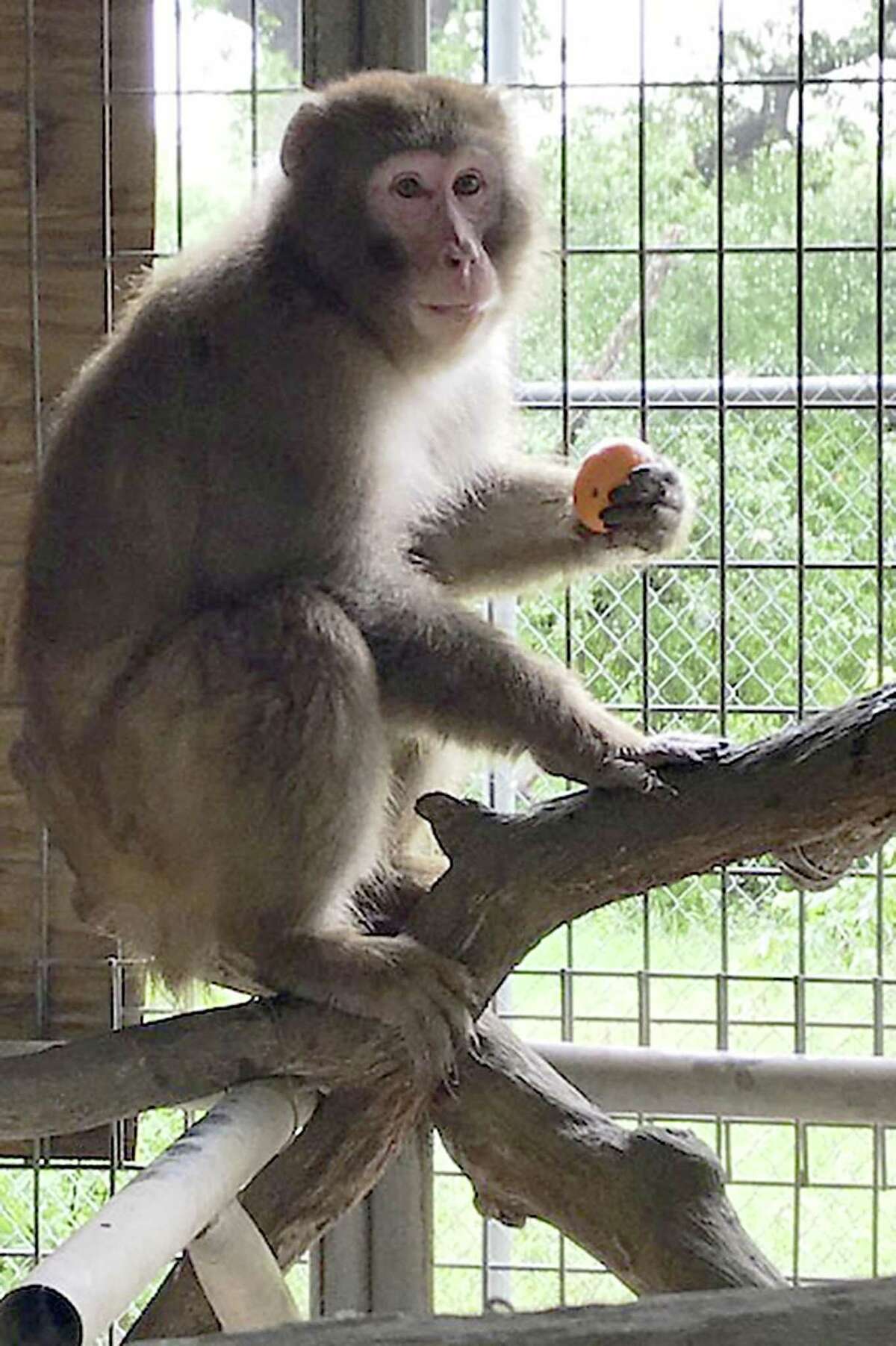 This snow macque relaxes at the Wildlife Rescue & Rehabilitation sanctuary in Kendalia in May 2018. The monkey had been kept in a Rio Grande Valley home but faced euthanasia after a child was bitten. He was saved after a storm of social media protest raised awareness of his situation and the wildlife organization took him in.