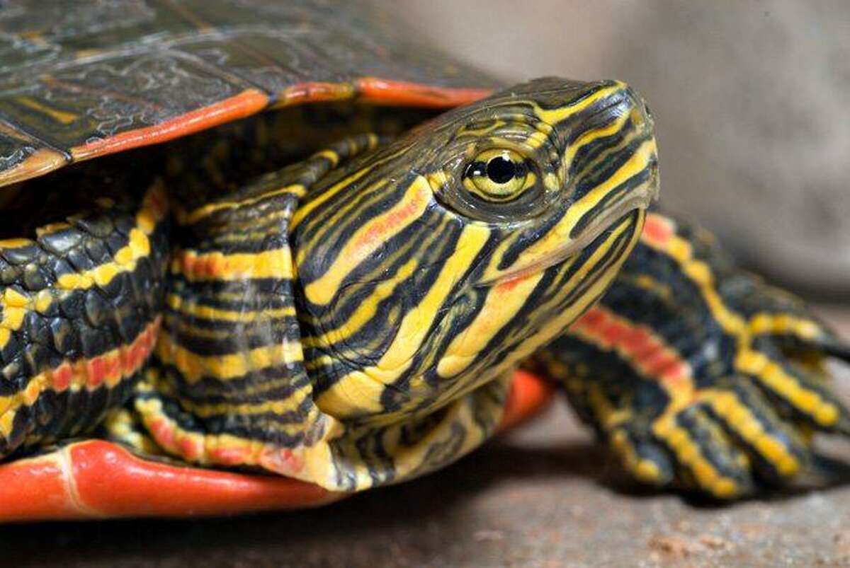 Turtle Time At Audubon Greenwich Devotes Program To Painted Snapping   1200x0 