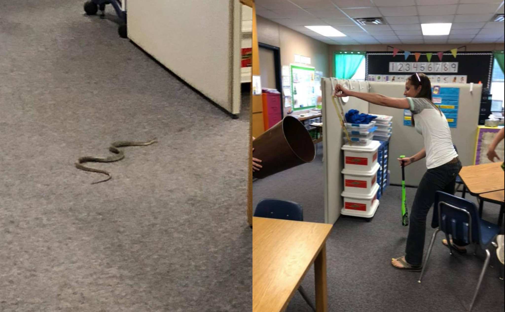 North Texas teacher wrangles snake that invaded elementary school