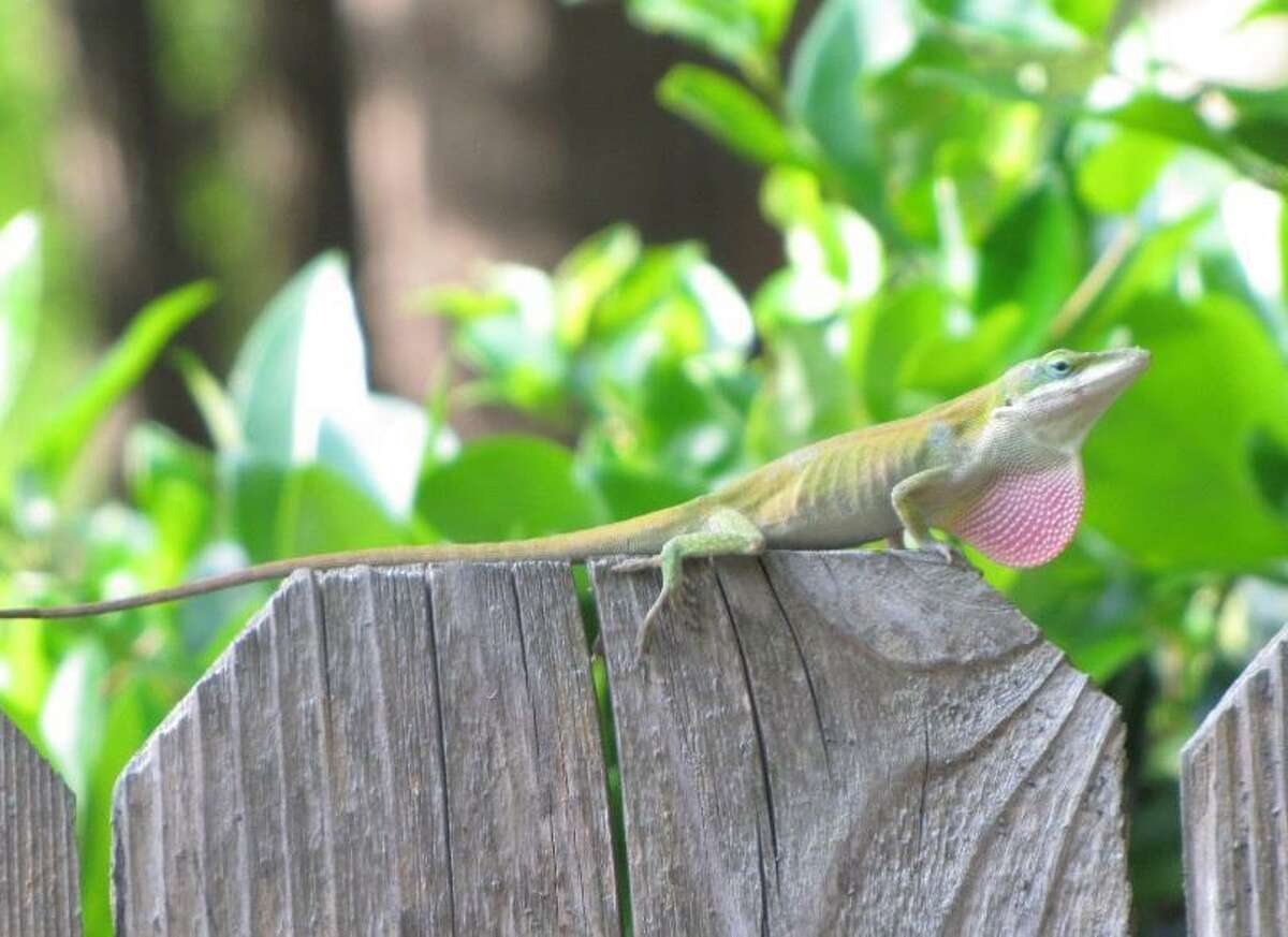 This is a native Green Anole male displaying his pink dewlap.