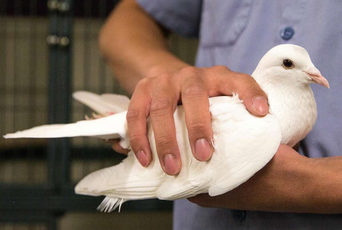 A San Francisco Animal Care and Control employee handles a white pigeon in the small animal wing Thursday, May 10, 2018 in San Francisco, Calif.