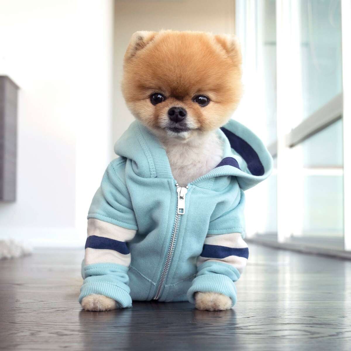 Wanna turn your dog into an Instagram star? Read this story.