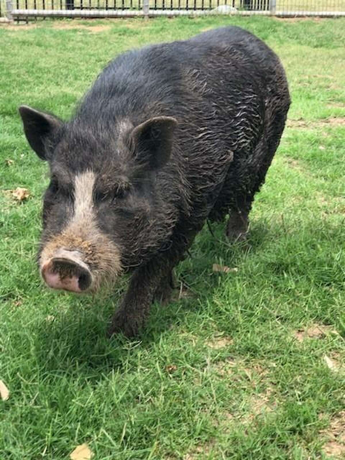 Roaming pig found outside of West Side elementary school