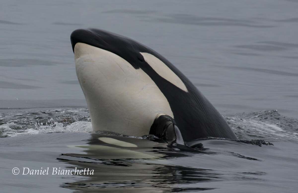 Photographer Daniel Bianchetta captured these close-up images of killer whales on May 13, 2018.